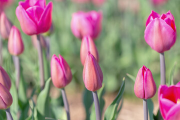 COlors of Spring - Tulip Farm Laval