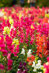Beautiful blooming sea of snapdragon flowers of various colors in the garden