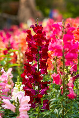 Beautiful blooming sea of snapdragon flowers of various colors in the garden