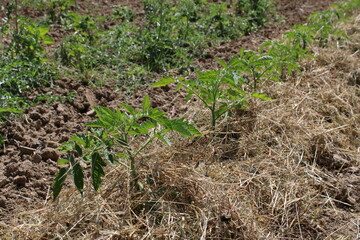 Paillage de jeunes pieds de tomate dans le jardin, permaculture