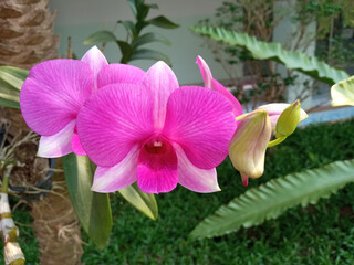 Top view, Purple pink orchids flowers bloom on tree blurred background, phalaenopsis flower garden,...