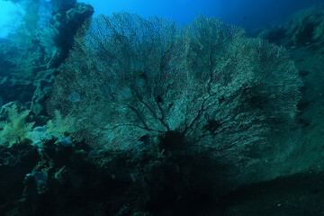 Fototapeta na wymiar coral underwater flowers seascape abstract texture