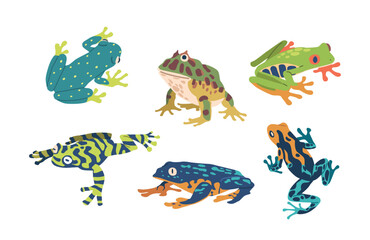Captivating Set Of Exotic Frogs Featuring Vibrant Colors And Unique Patterns, Bring A Touch Of The Tropical Rainforest