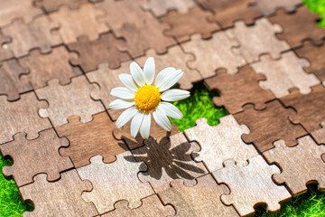 Nature's Puzzle: Blossoming Daisy Unfolds in a Puzzle Gap