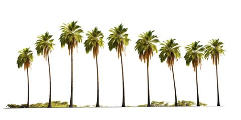 Palm trees isolated on transparent background, Group of Coconut palm plants in a row. PNG, Generative AI