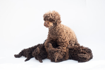 Toy Poodle and Puppies