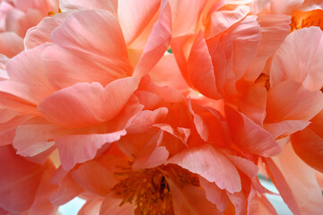 Bouquet of stylish peonies close-up. Pink peony flowers. Close-up of flower petals. Floral greeting card or wallpaper. Delicate abstract floral pastel background. Card Concept, copy space for text