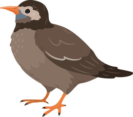 Simple and adorable flat colored White Cheeked Starling illustration
