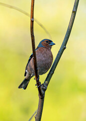 The male chaffinch sits on a branch of a bush.