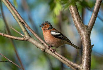 The male chaffinch  sits on a branch among green foliage.