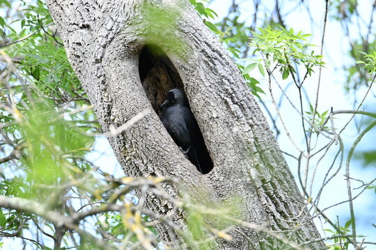 choucas des tours dans une cavit&eacute; au sommet d'un arbre