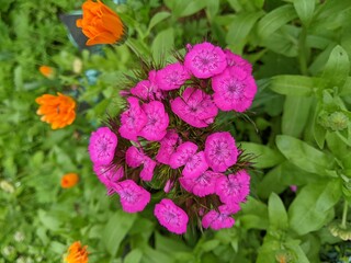 flowers in the garden