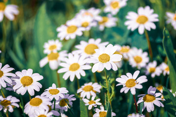 White Daisy Flower Field