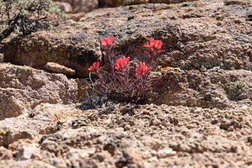 Castilleja blooming in the desert