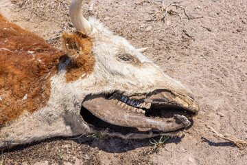 Dear mutilated cow laying on the Nevada desert