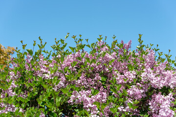 Korean lilac (Syringa meyeri) and sky