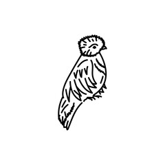 Quetzal tropical bird black line icon.