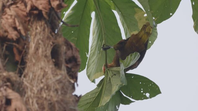 Oropendola gathering nest material