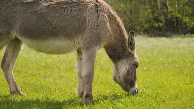 Donkeys graze in the spring meadow near the farm.
