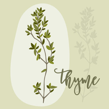 Hand drawn thyme branches and bunch. Thymus