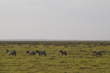 Parque Nacional Amboseli kilimanjaro África