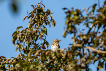 A turdus philomelos, commonly known as a song thrush, perched at the top of a tree with a blue sky behind