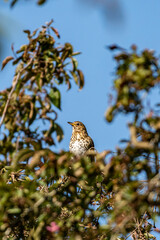 Looking up at a song thrush perched in a tree, on a sunny spring day