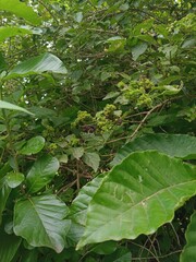 Visible lantana Camara plant affected with  Aster Yellow disease.