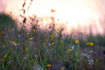 sunset in the meadow