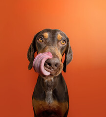 Portrait hungry and funny mixed-breed vizsla and doberman pincher licking it lips with tongue. Isolated on orange background