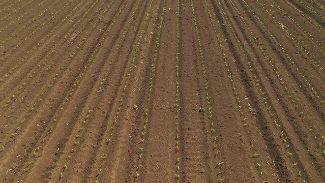 Aerial shot of roe deer track in corn seedling field, drone pov