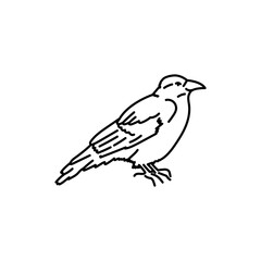 Raven bird black line icon.
