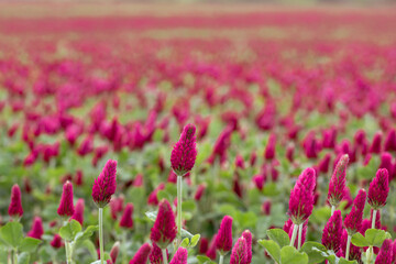 Fototapeta premium Landscape. Trifolium incarnatum, crimson clover or Italian clover. Field of flowering crimson clovers (Trifolium incarnatum) in spring rural landscape.