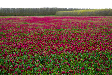 Landscape. Trifolium incarnatum, crimson clover or Italian clover. Field of flowering crimson clovers (Trifolium incarnatum) in spring rural landscape.