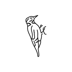Fototapeta premium Woodpecker bird black line icon.