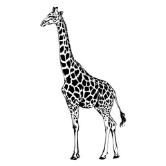 Giraffe simple isolated black and white illustration. wild Animal monochrome sketch. design for print, logo or tattoo
