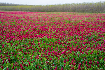 Landscape. Trifolium incarnatum, crimson clover or Italian clover. Field of flowering crimson clovers (Trifolium incarnatum) in spring rural landscape.