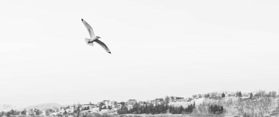 Flight of Black-legged Kittiwake