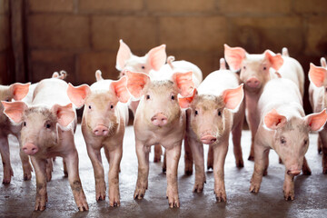 pig farming industry fattening pigs for consumption of meat , Pork is the food of the world's...