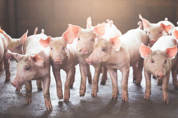 pig farming industry fattening pigs for consumption of meat , Pork is the food of the world's population. © puwanai8039