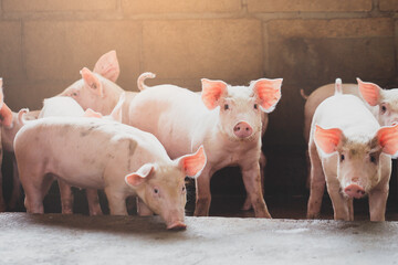 pig farming industry fattening pigs for consumption of meat , Pork is the food of the world's population. © puwanai8039