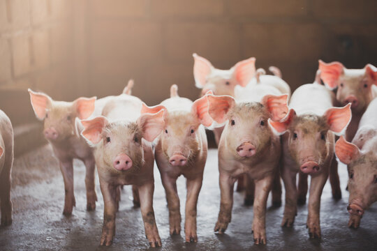 pig farming industry fattening pigs for consumption of meat , Pork is the food of the world's population.