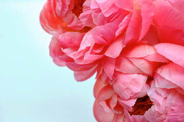 Bouquet of stylish peonies close-up. Pink peony flowers. Close-up of flower petals. Floral greeting card or wallpaper. Delicate abstract floral pastel background. Card Concept, copy space for text