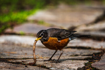 Fototapeta premium American robin eating worm