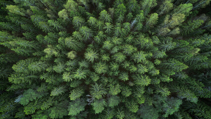 Aerial top view of summer green trees in forest  drone photography, aerial top down view of a green forest, drone view, natural green background