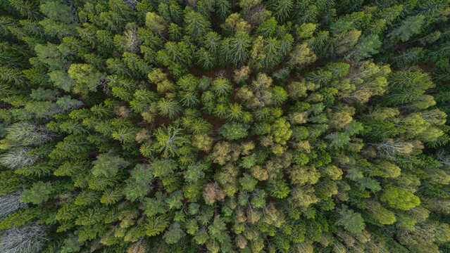 Aerial top view of summer green trees in forest  drone photography, aerial top down view of a green forest, drone view, natural green background