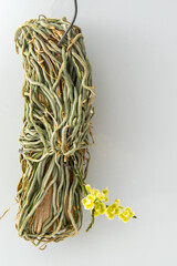 Chiloschista Viridiflor yellow flower buds. Phalaenopsis flowering of a rare of orchids. White background. Big flowers pot garden cattleya orchidaceae family.