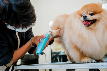 Groomer with protective face mask cutting Pomeranian dog at grooming salon.
