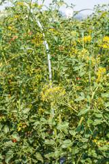 Fototapeta na wymiar Tomatoes growing on the farm outdoors