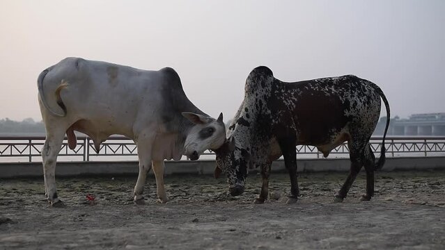сow sacred animal in vrindavan in india, place of pilgrimage, holy place